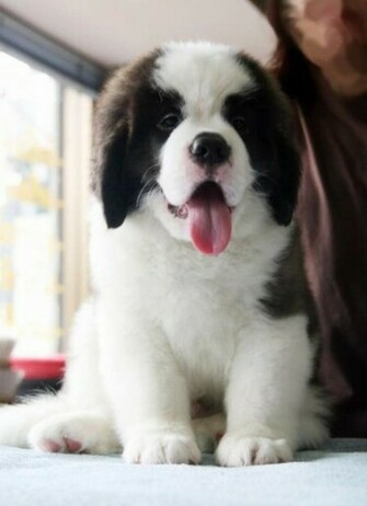 Saint Bernard Puppies Pictures Html Breeds Like