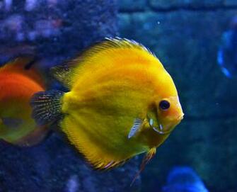 Discus Fish Wallpaper