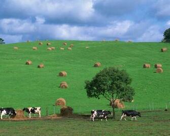 Country Wildfield Landscape Wallpaper Prints Posters