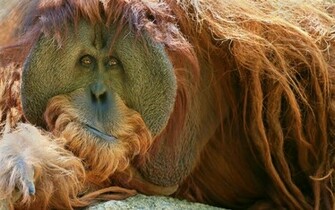Animal Orangutan Wallpaper