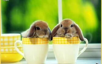 Rabbit Wallpaper And Background Image Net