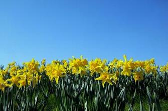 Daffodil Wallpaper