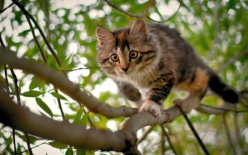 Staring Cat