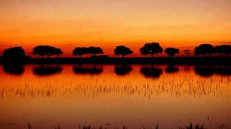 Red Sunset And Trees Wallpaper You Are Ing The Nature