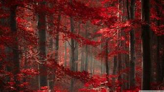 Enchanted Forest 4k HD Desktop Wallpaper For Ultra Tv