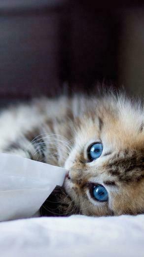 Cute Kittens iPhone Wallpaper HD