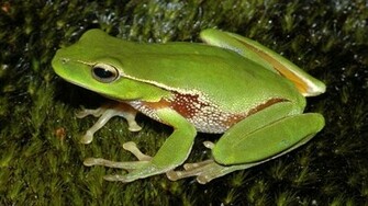 Leaf Green Tree Frog Wallpaper