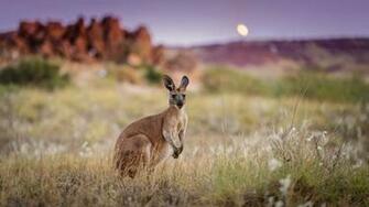 Photos Gallery Background Type Kangaroo