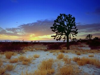 Mojave Desert California Picture Joshua Tree Sunset