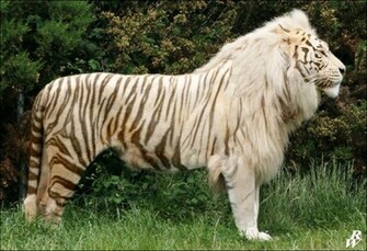 White Liger By Dwarf4r