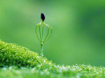 Macro Flower Wallpaper On