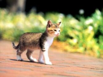 Kitten Desktop Flowers Wallpaper