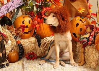 Homemade Lion Costume Dog Halloween