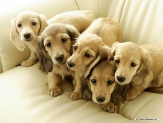 Mini Dachshund Wallpaper Dogs