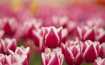 Flowers Tulips Pink White Spring Wallpaper Magic4walls