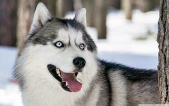 Wallpaper Husky Dog Winter