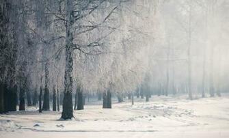 Winter Forest Desktop Wallpaper HD Background Of Your