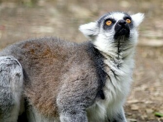 Lemur Wallpaper