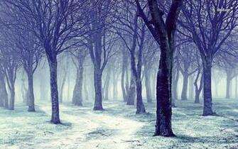 Winter Forest Wallpaper Nature