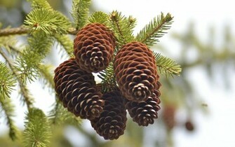 Rate Select Rating Give Pine Cones