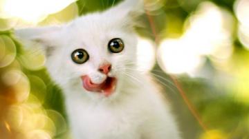 Cute Nature Animals Wallpaper By Electroflip
