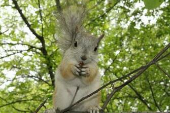 Beautiful Wallpaper Squirrels