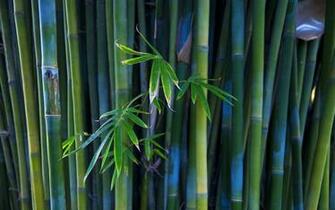 Green Bamboo Wallpaper
