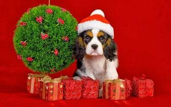 My Christmas Gift For Dog Lovers Wallpaper Beautiful
