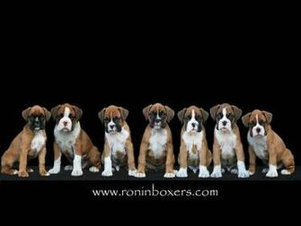 De Boxer Wallpaper Fondos Escritorio