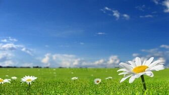 Daisies In The Green Grass Wallpaper