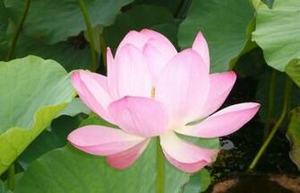 Pink Lotus Flower Wallpaper Pictures Image