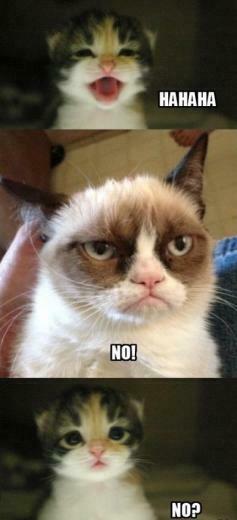 Pin Funny Quotes Grumpy Cat Wallpaper Christmas Pictures
