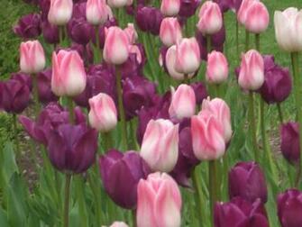 Tulips Purple Pink HD Wallpaper Picturenix