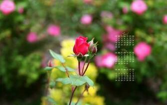 May Calendar Flower Wallpaper Flowers Background