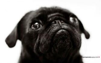 Black Pug Wallpaper