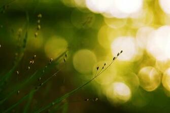 Plants Herbs Green Nature Light Glare Bokeh Close Up Wallpaper