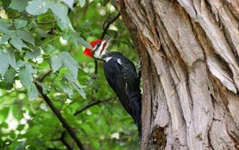 Woodpecker Wallpaper X Net