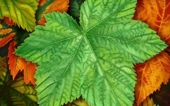 Green Over All Jpg