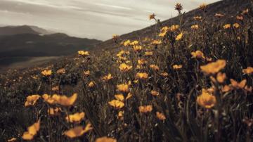 Trees Wildflowers Field Sky Nature Landscape Clouds