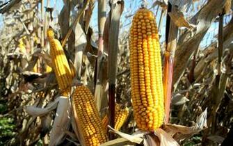 Final Farm Bill Hemp S In Food Aid Work Requirements Are Out