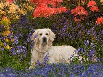 Golden Retriever In Spring Dog Wallpaper