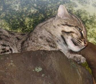Fishing Cat Pictures Wallpaper Of