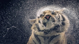 A Tiger Is Being Sprayed With Water Wallpaper