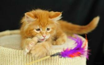 Lol Cat Wallpaper Image