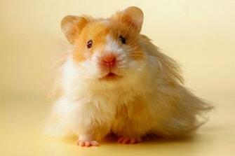 Hamsters Desktop Background Image Search Results
