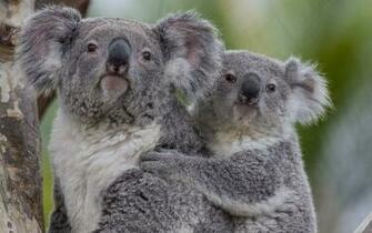 Source Url Koala Html
