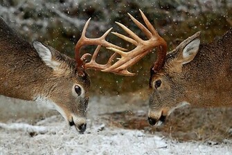 Whitetail Deer Fighting Good Galleries