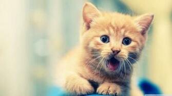 Wallpaper Cute Cat Camera By Tfl Tutosfunnyloveda On