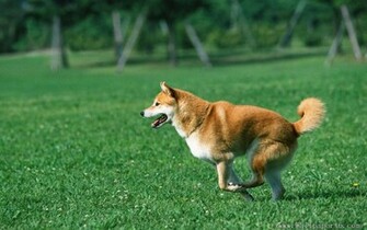 Wallpaper A Little Shiba Inu