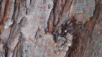 Tree Bark Wallpaper Barbaras HD